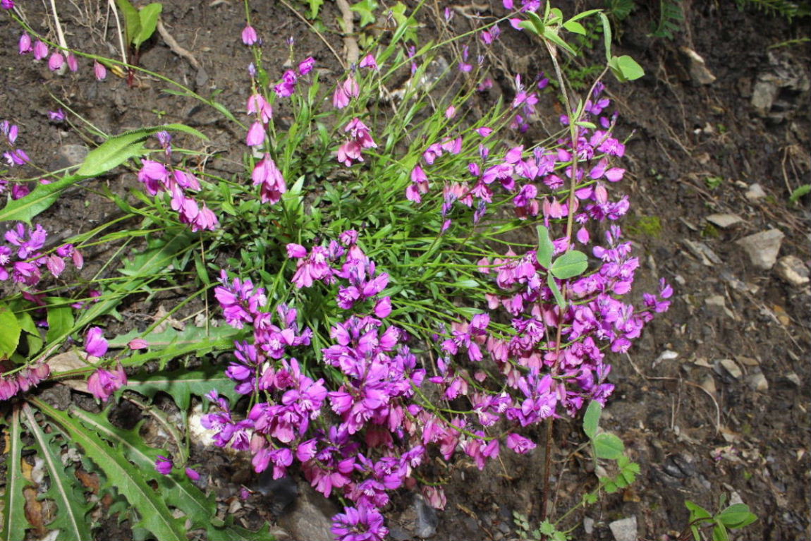 Polygala da determinare ?